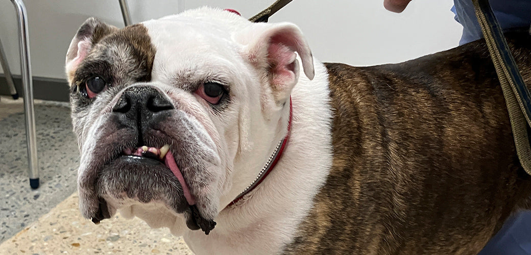 Nutrición Canina: La Clave para una Vida Saludable