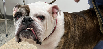 Nutrición Canina: La Clave para una Vida Saludable