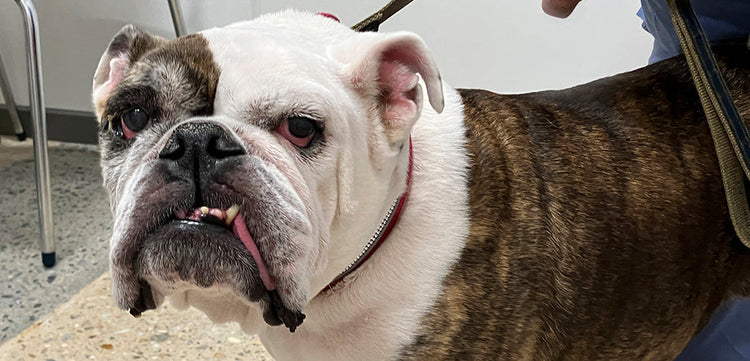 Nutrición Canina: La Clave para una Vida Saludable