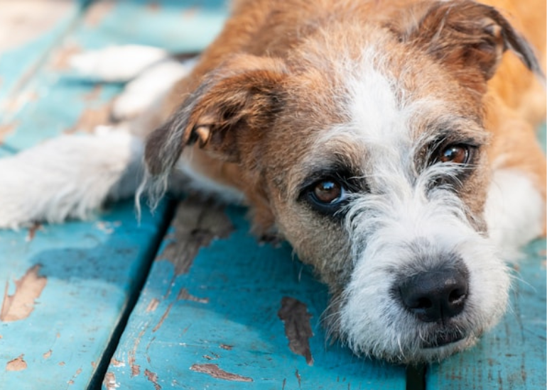 Nutrición Canina: La Clave para una Vida Saludable