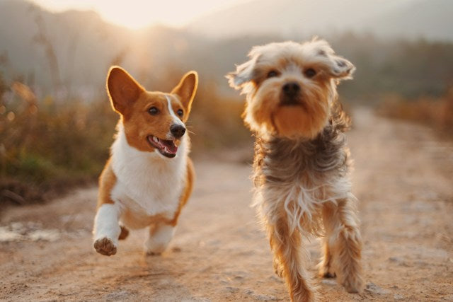 Antes los perros vivían más: lo que hemos perdido y podemos recuperar